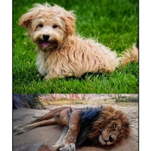 A Living Dog is Better than a Dead Lion