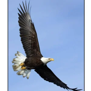 An Eagle in the Air